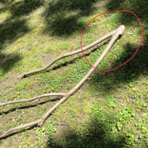 Photographed is a large fallen tree limb. The limb has broken off at the fork, and this area has been circled in red by James Price.