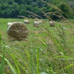 Photos of hay bales near Southwest City, Missouri. In the foreground of the photo is long wheat grass growing before a wire fence. Midground are the bales of hay resting across a field, behind the field clearing are dense rows of lush green trees.